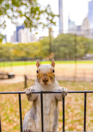 Playtime In the Park