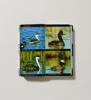 Opened Field Guide to Birds with labeled photos of four duck-like birds