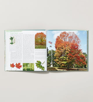 An open spread of a book featuring text and images of the Sugar Maple tree, seeds, leaves and blooms