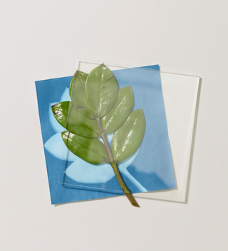 Glass slide and paper from the sunprint kit making the sunprint of a leaf