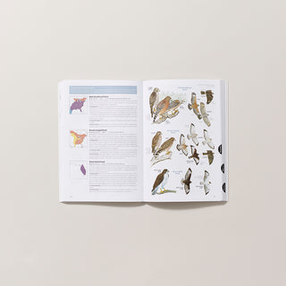 interior page spread of Field Guide to Birds of the United States and Canada EAST with multiple illustrations of hawk species sitting and flying with maps and species details on a gray background.