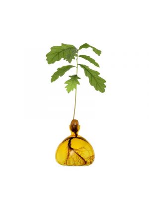 The innovative and beautifully designed Acorn Vase allows you to witness a simple acorn grow into a magnificent oak tree, bringing the magic of nature into your home. Arrives with a 36-page instructional handbook and a link to a video tutorial.