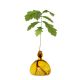 The innovative and beautifully designed Acorn Vase allows you to witness a simple acorn grow into a magnificent oak tree, bringing the magic of nature into your home. Arrives with a 36-page instructional handbook and a link to a video tutorial.